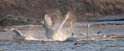Trumpeter Swans 1002